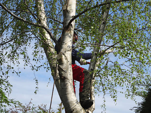 How Our Tree Care Process Works  in  Dumont, NJ